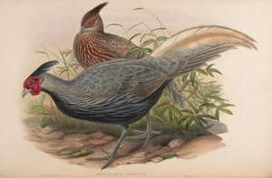 Euplocamus lineatus = Lophura leucomelanos oatesi tekijältä John Gould